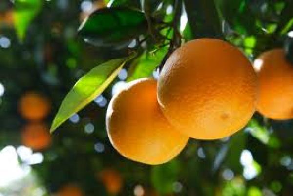 Projeto assegura mercado para produtores de laranja 