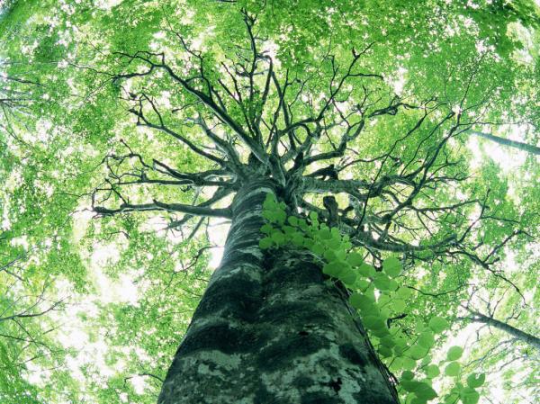 Bolsa Verde é alternativa aos produtores que querem adequar áreas de preservação ao Código Florestal