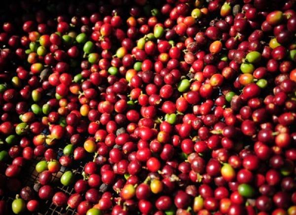 Safra de café pode chegar a 50,15 milhões de sacas